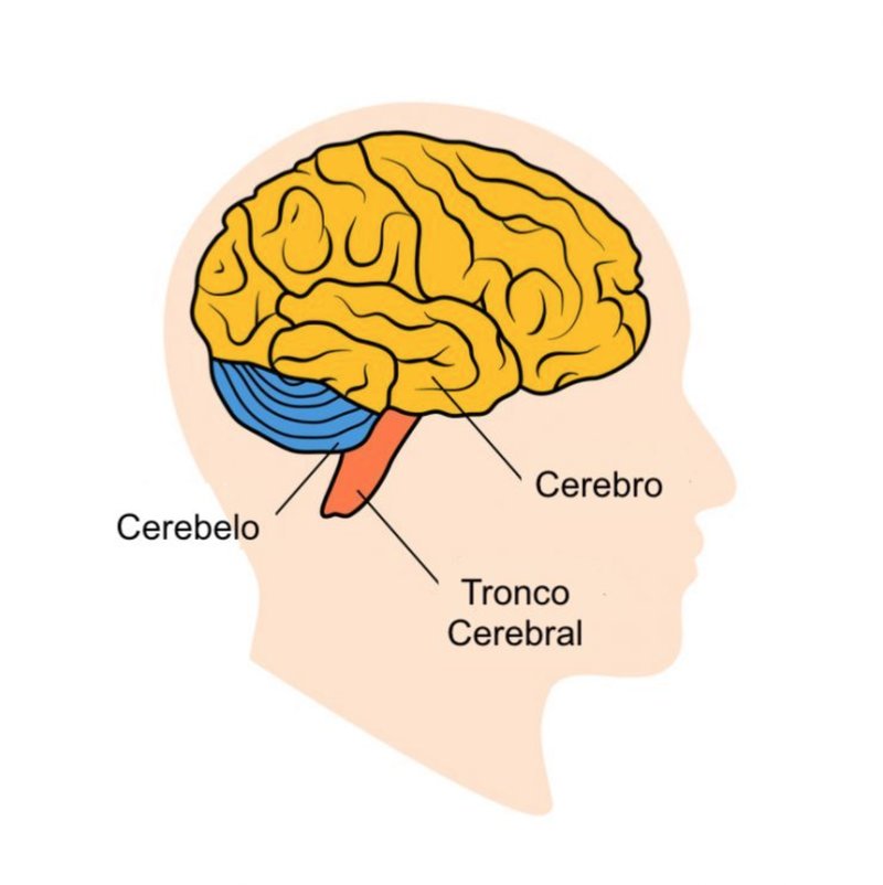 Cerebro vs. Cerebelo