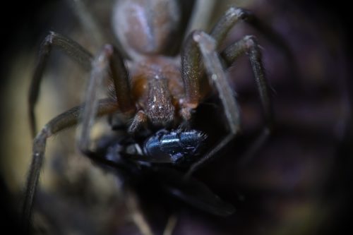 araña violinista detalle 