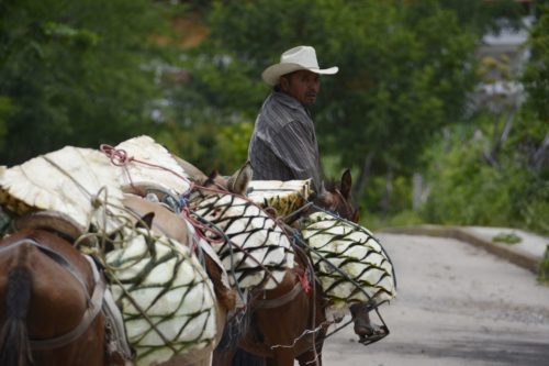 agave