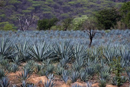 agave