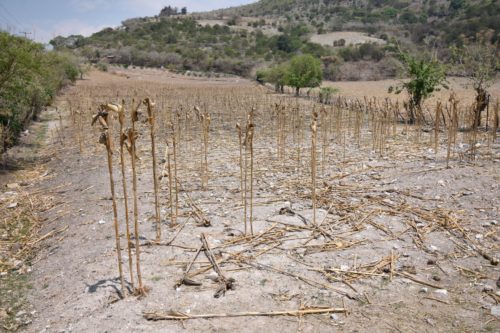 Campo de maíz en Guerrer, con poca producción por la crisis en el sector agroalimentario.