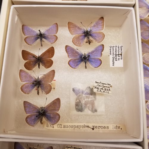 mariposas