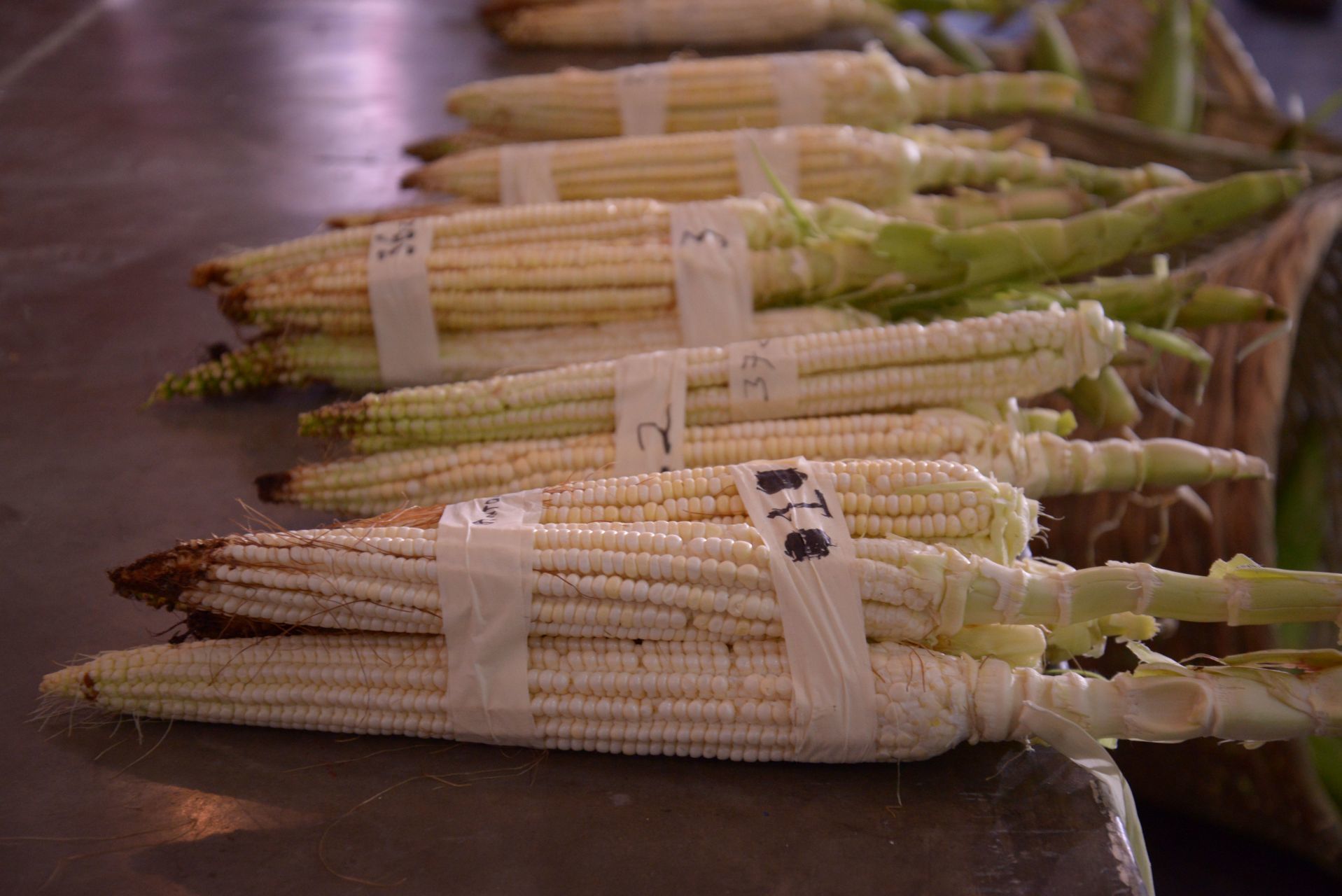 El elote más grande del mundo existe y está en México | MVS Noticias