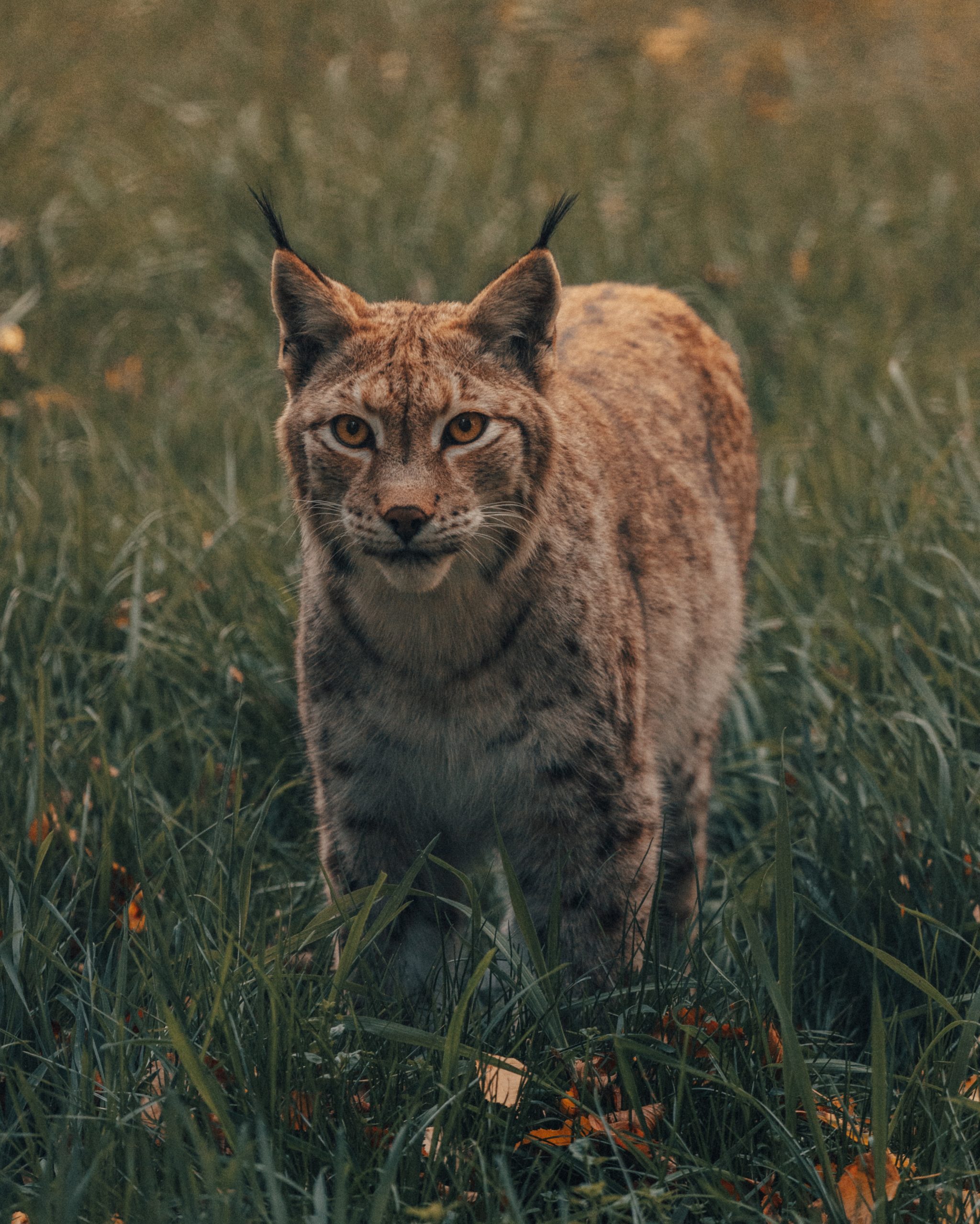 lince ibérico