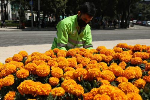 Decorarán las principales avenidas de CDMX con cempasúchil