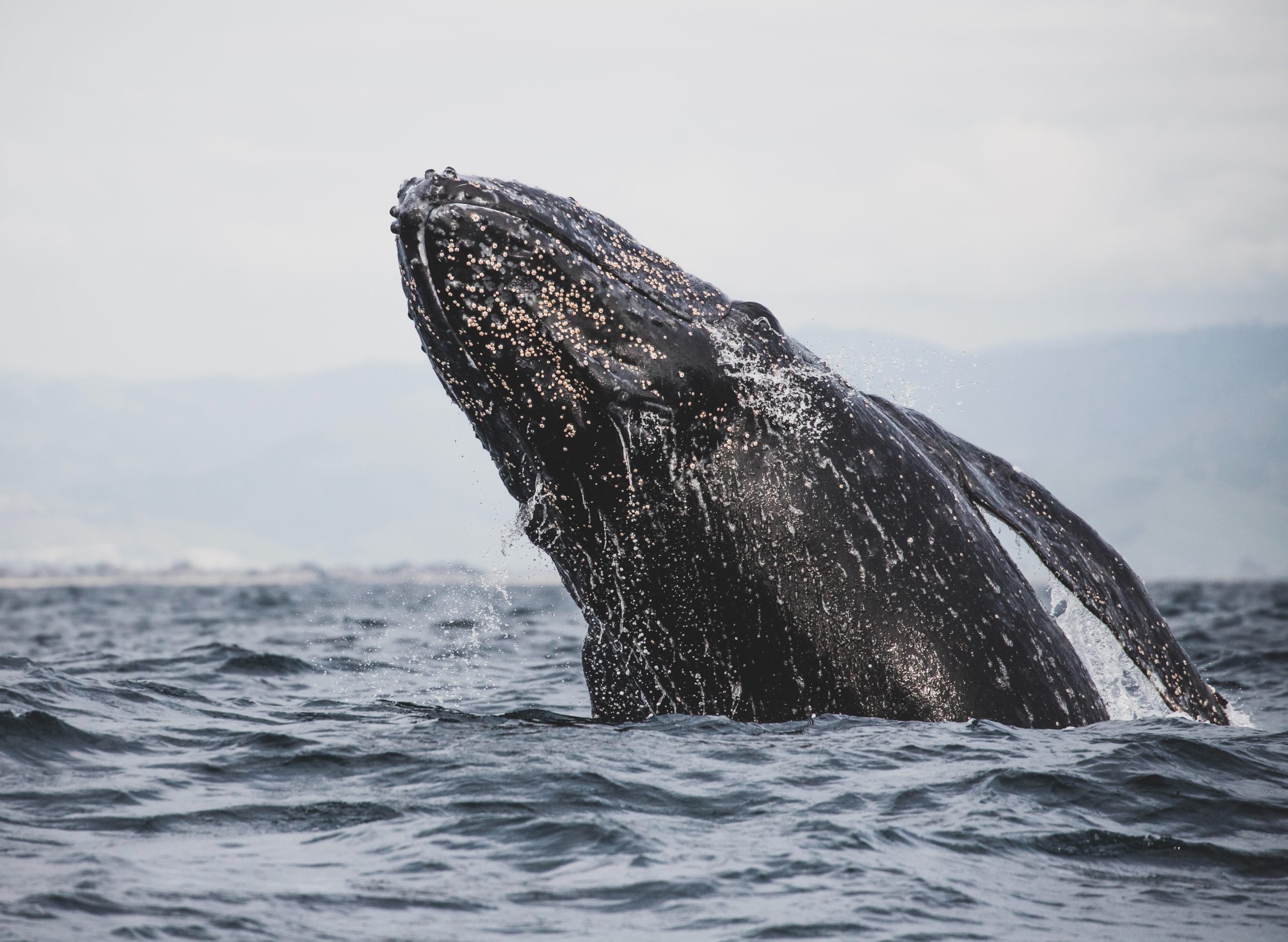 Ballena gris