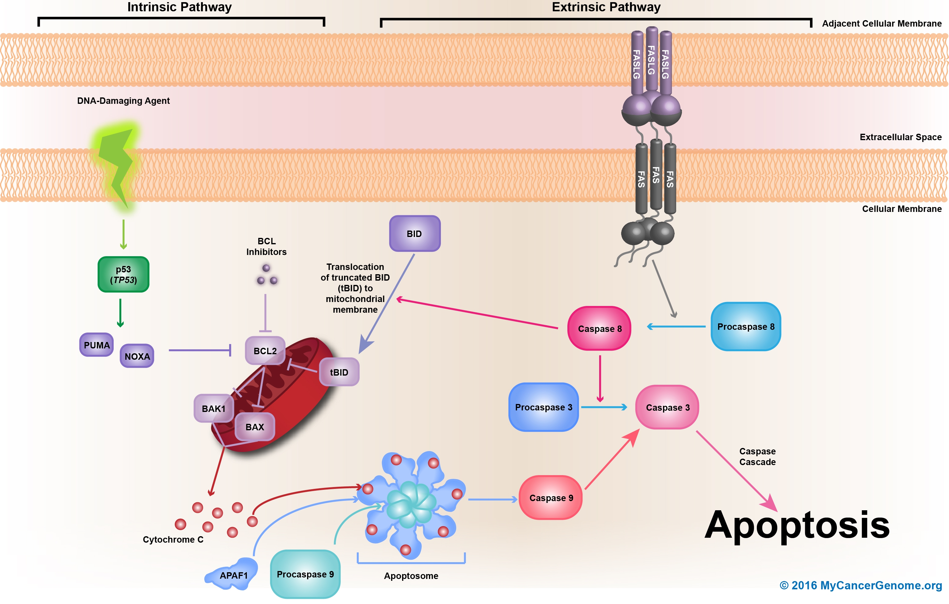 Extrinsic Pathway Apoptosis