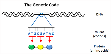 Genetic Code Diagram