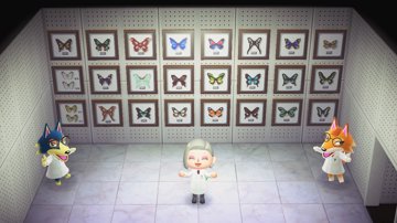 蝶と蛾の壁掛け標本箱