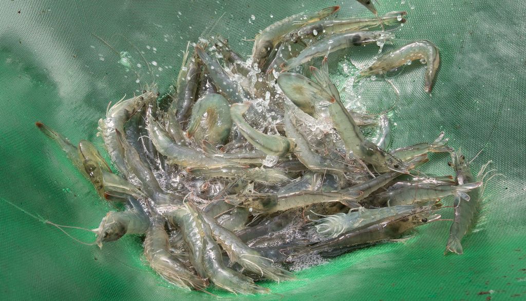 一夫水產|藍寶石草蝦|海鮮專賣