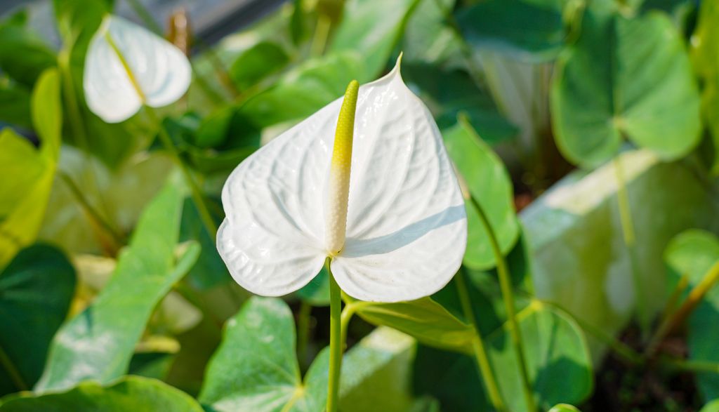 六甲百芳農場|火鶴花·祝賀禮盒·花束|