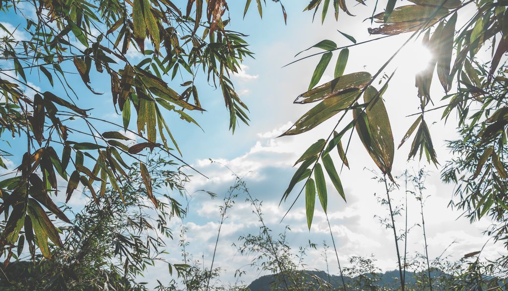 綠竹園山薯農場