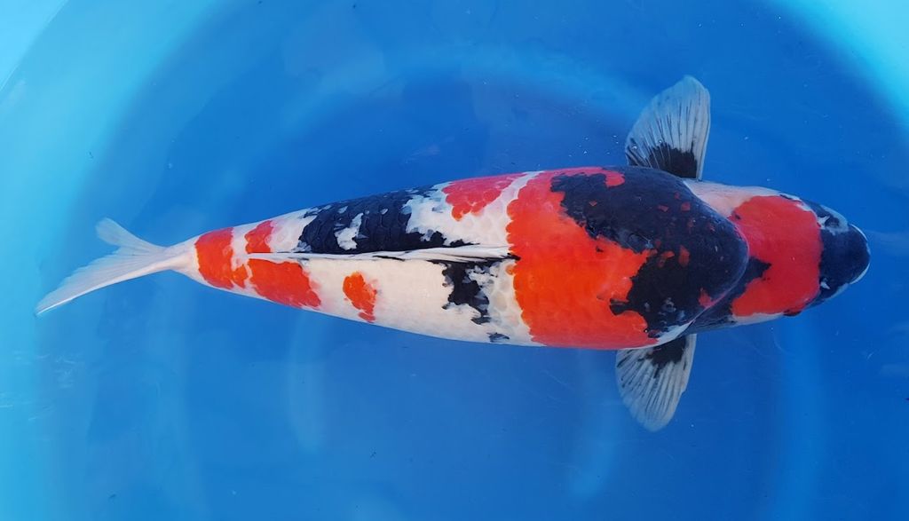 Marugen Koi Farm