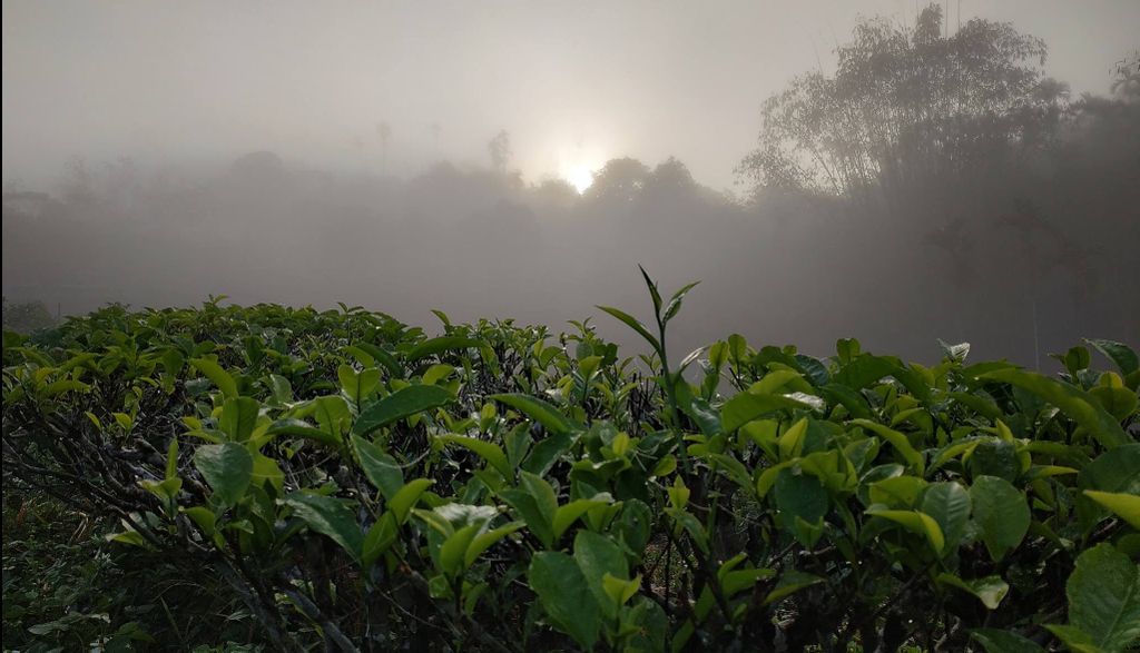 樹德園有機茶