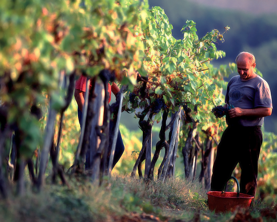 A Perfect Afternoon in Chianti