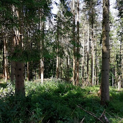 Lineover Wood