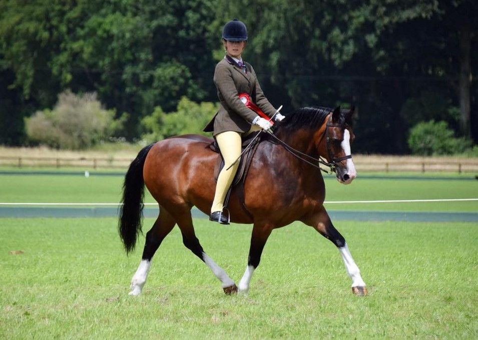 Northleach Welsh Pony and Cob Show Cirencester Rocks
