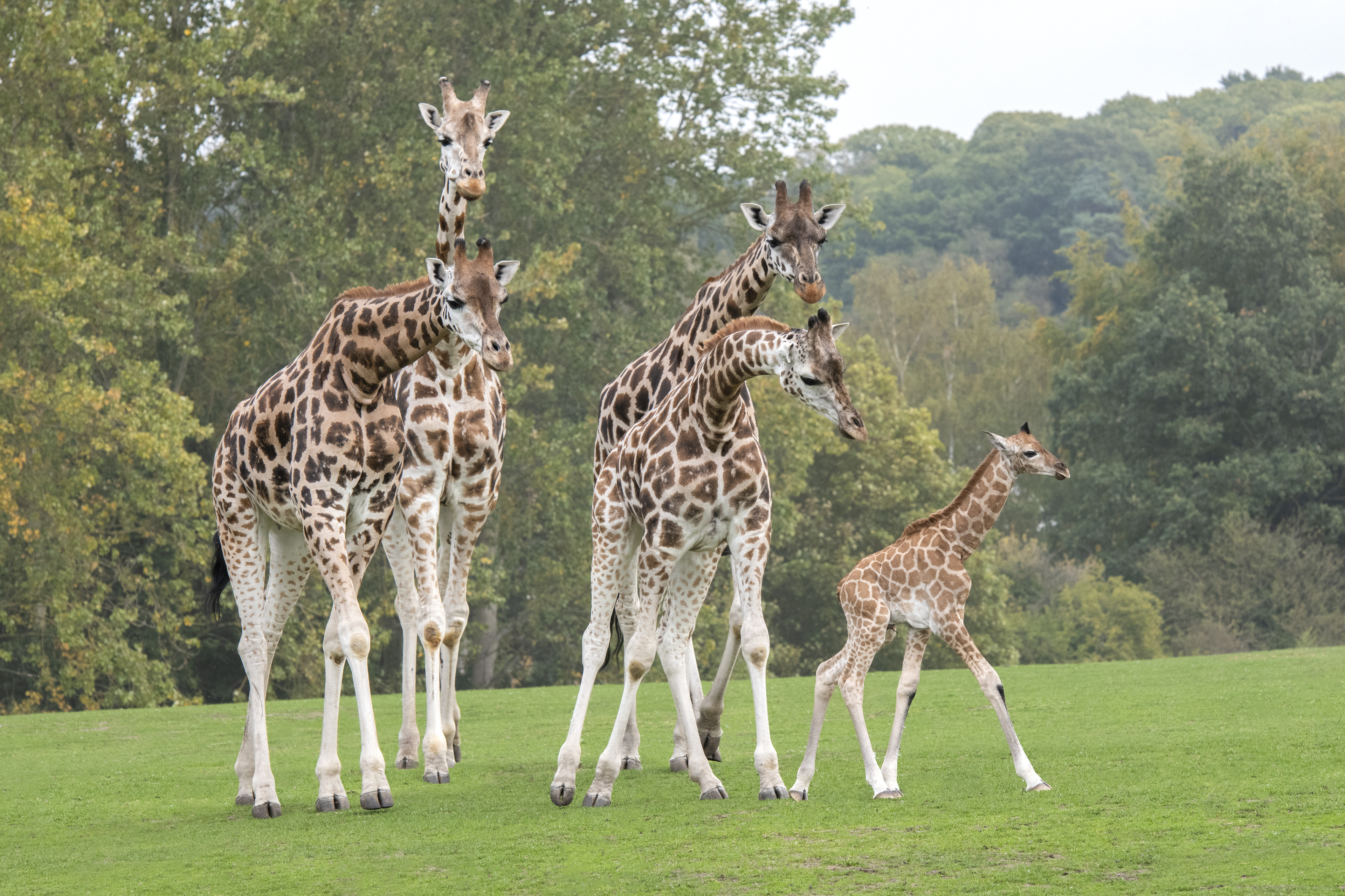 safari animals in the uk