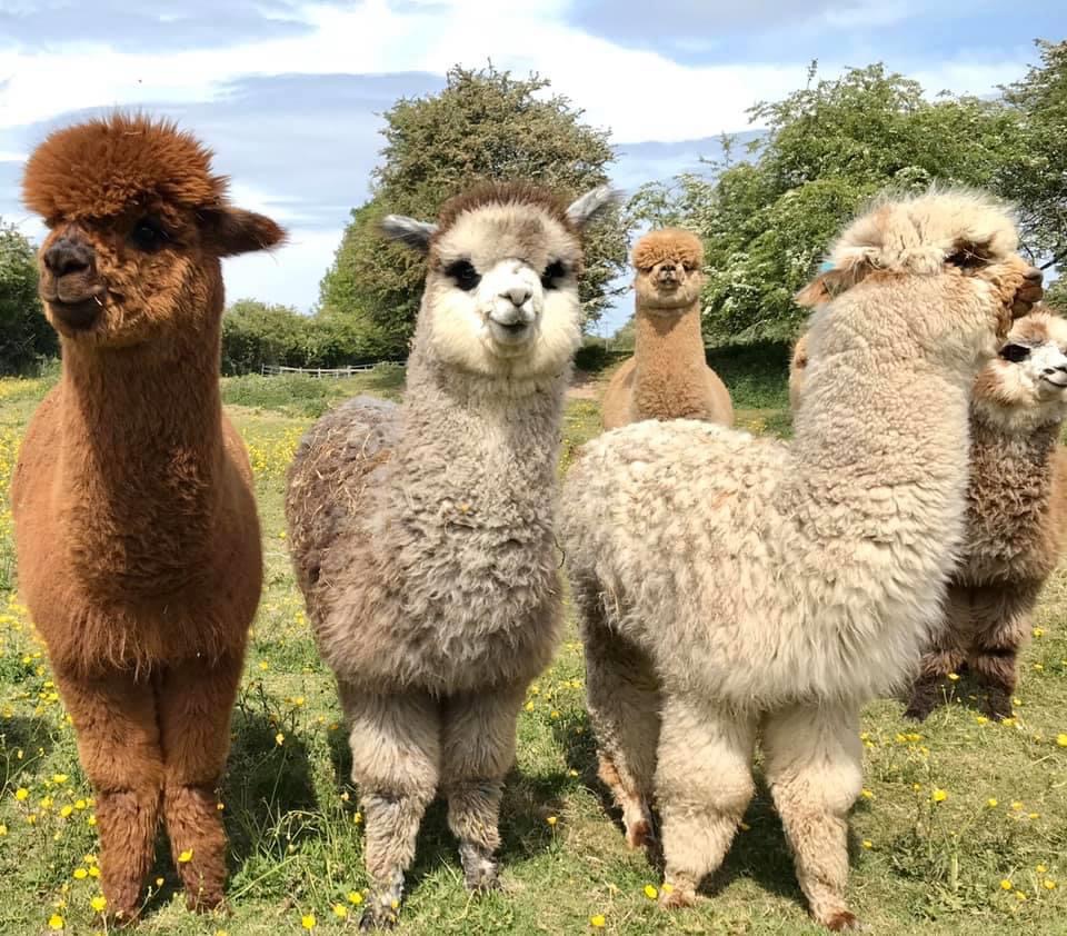 Farm alpaca Welcome to