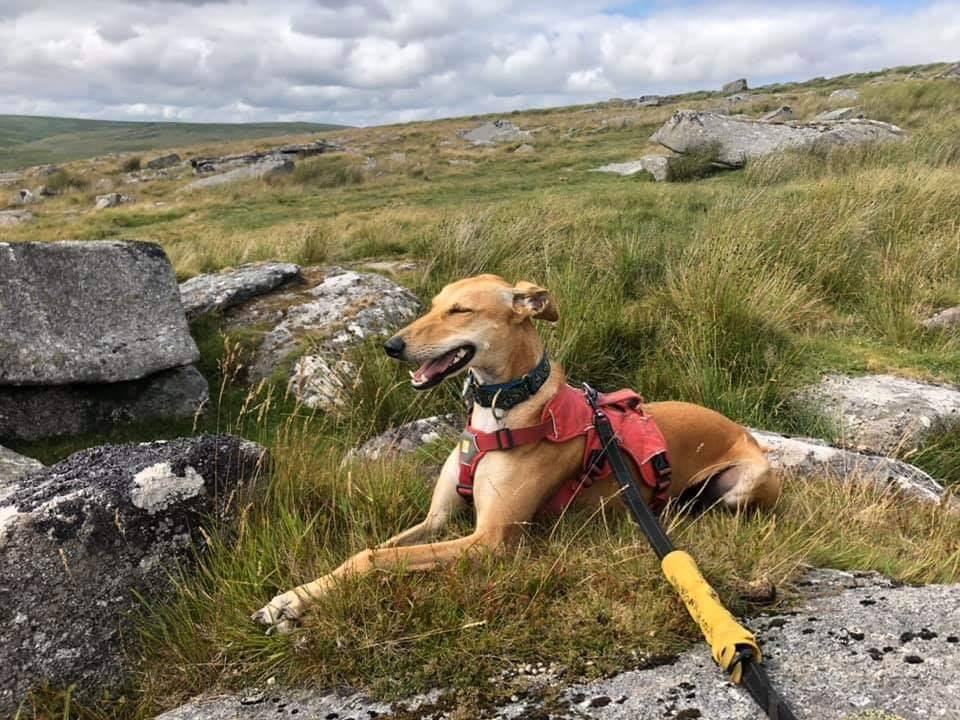 Happy Landings Animal Shelter | The Mendips Rock