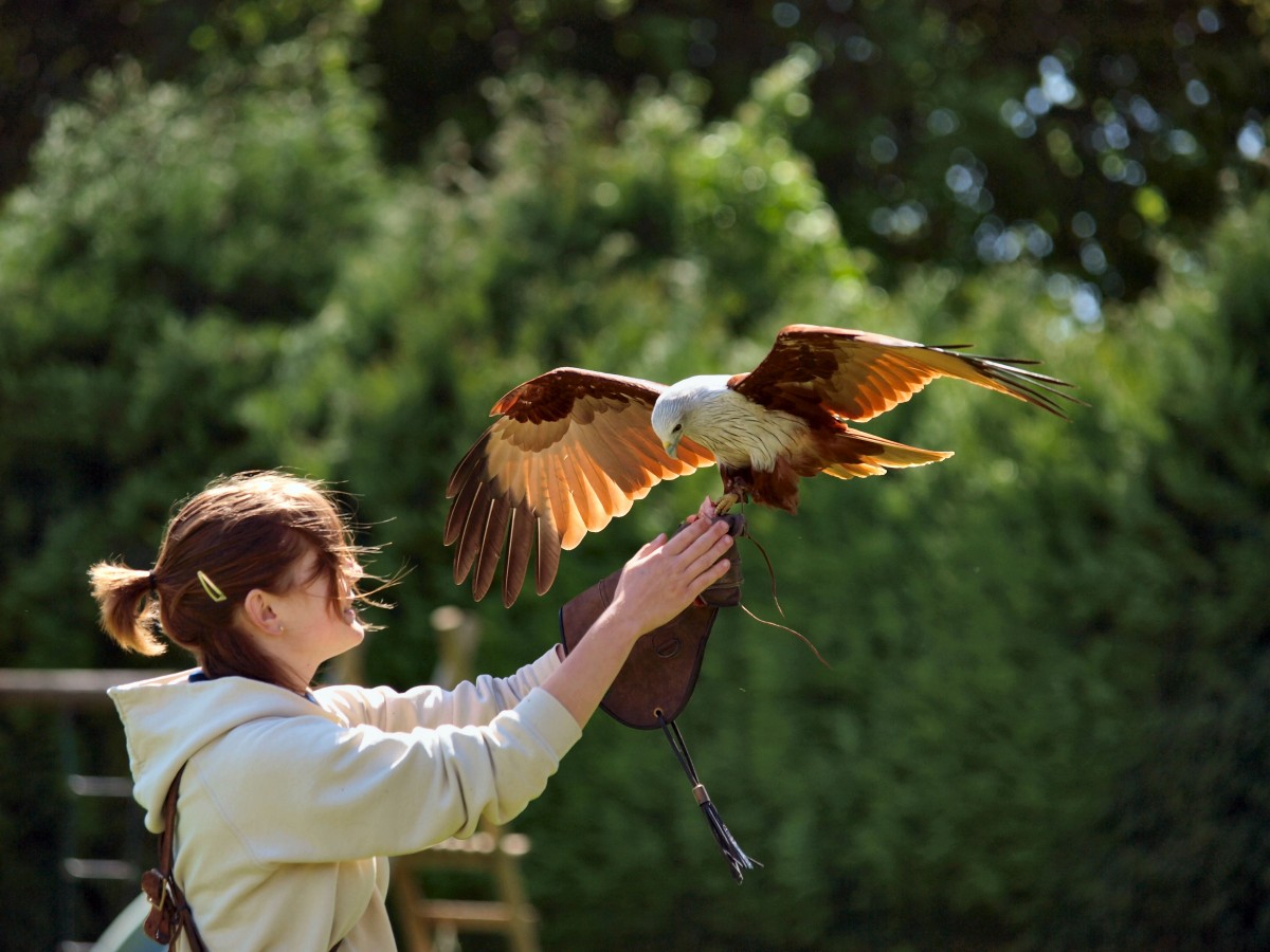 The British Bird of Prey of Centre