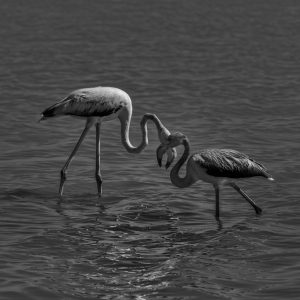 Flamands roses se croisent