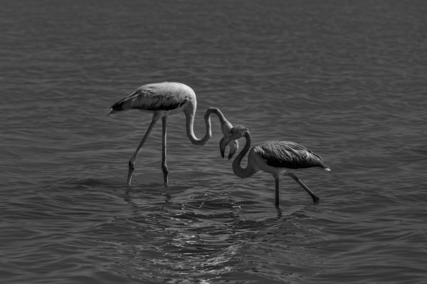 Flamands roses se croisent