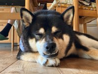 ゲーミーで1番大きい(予定)麻雀グループ