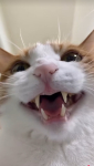 ｵﾋﾞｮﾋﾞｮﾋﾞｮﾋﾞｮ