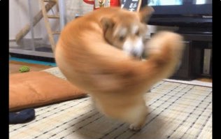 脳筋パワフルドック