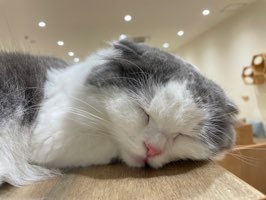ぱぴちゃん