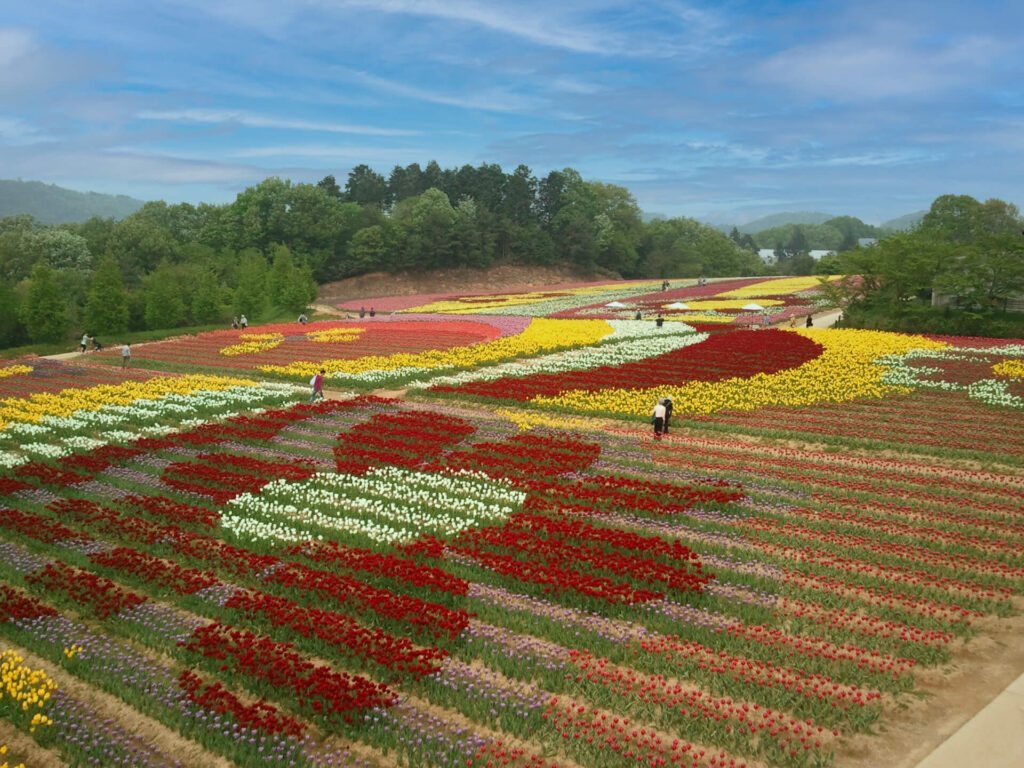 世羅の花畑