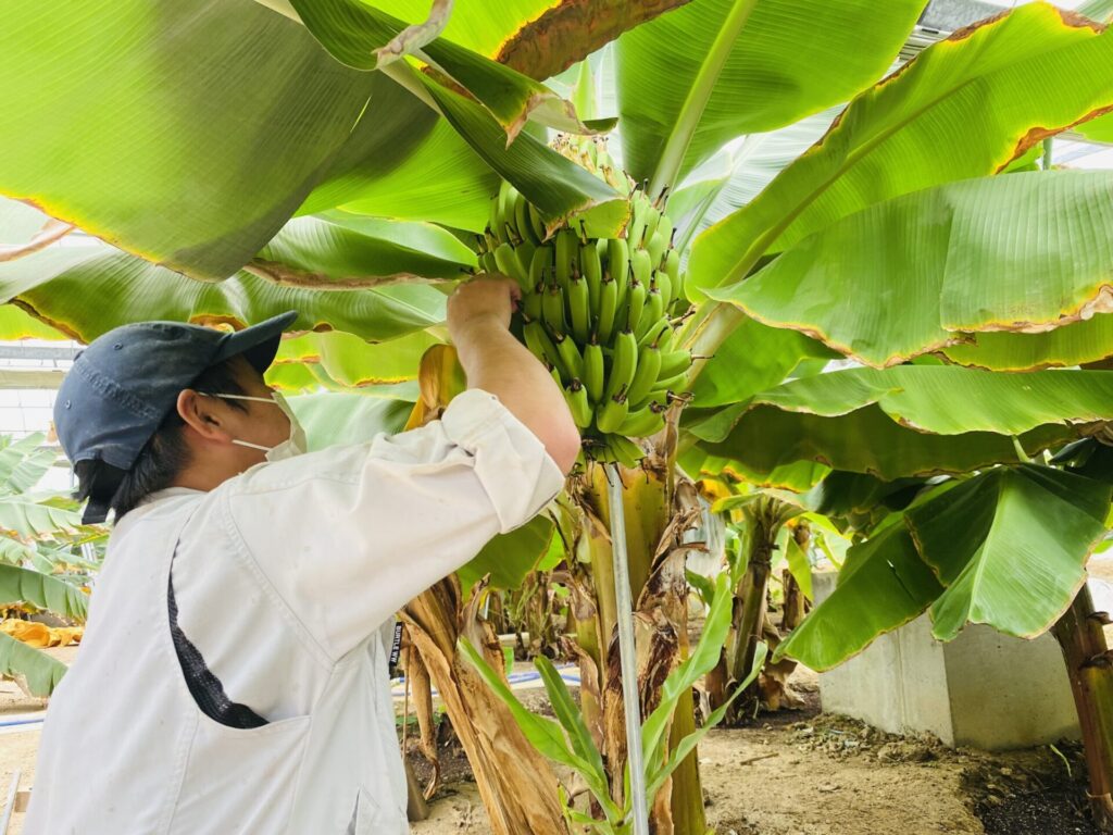 職員がバナナの状態をチェック