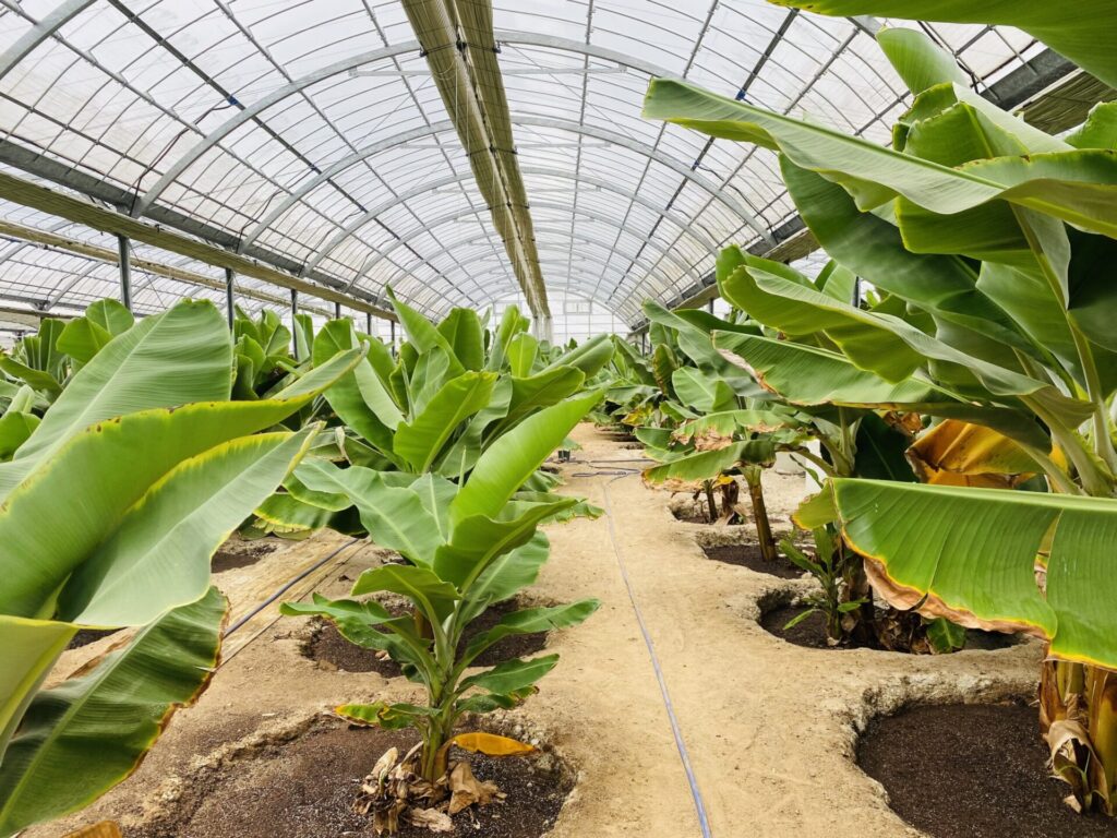 ハウスの内部の写真、バナナの木が沢山生えている