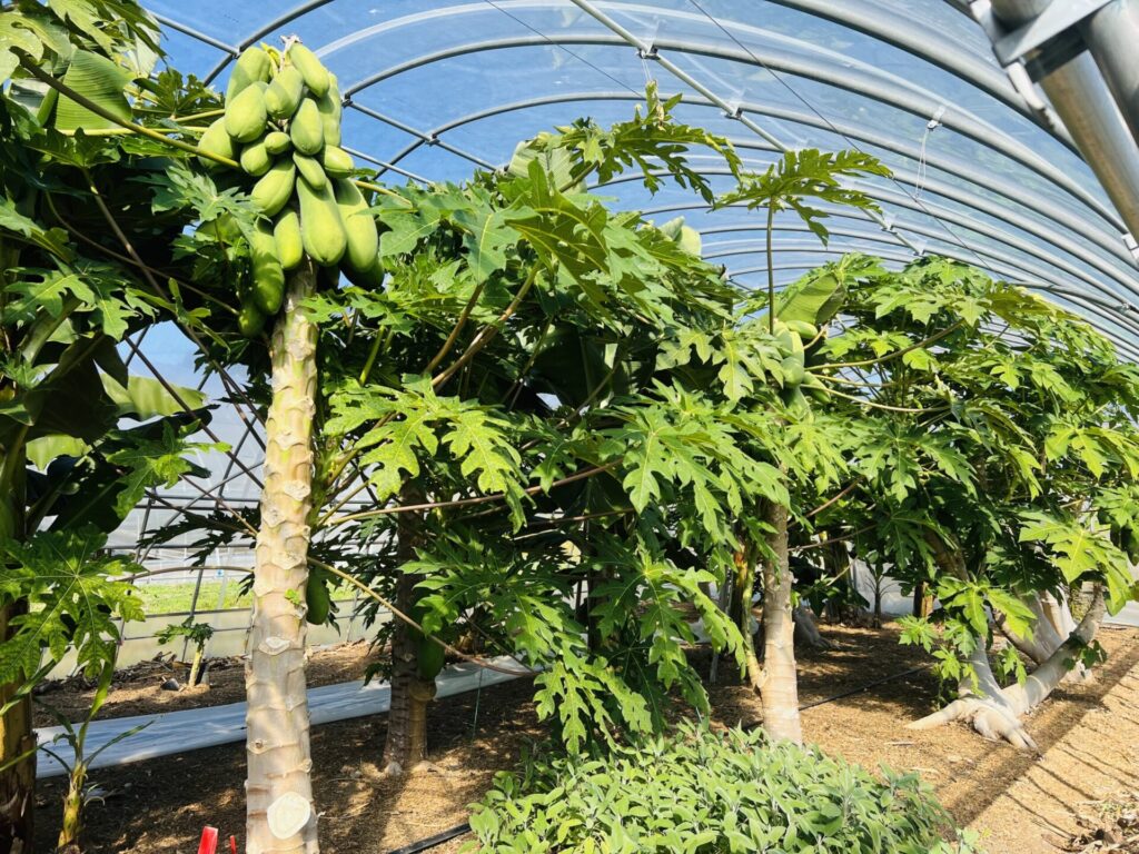 ハウス内に植えられた沢山のパパイヤの木