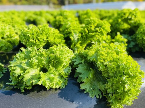 【しまなみリーフ】栄養満点！瀬戸内・因島生まれの葉野菜