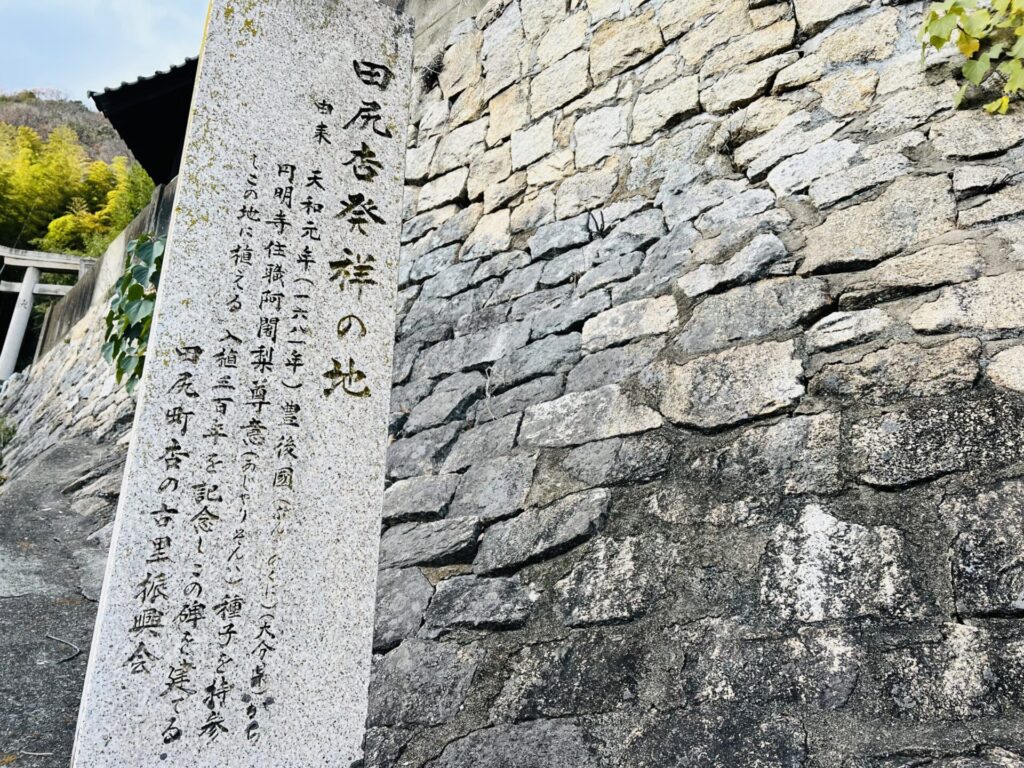 田尻杏発祥の地の石碑の写真、由来 天和元年(1681年)豊後國(ぶんごのくに)(大分県)から円明治住職阿闍梨尊意（あじゃりそんい）種子を持参しこの地に植える 入植三百年を記念しこの碑を建てる 田尻町杏の古里振興会 と書いてある