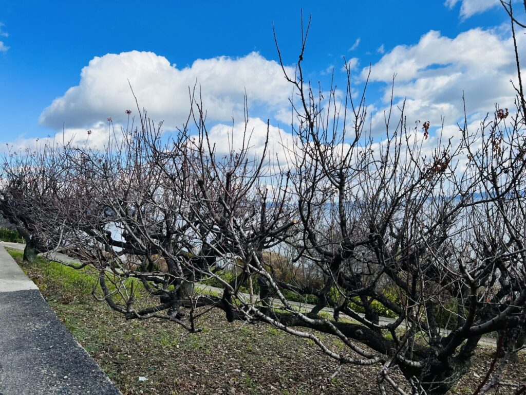 冬の杏畑の写真