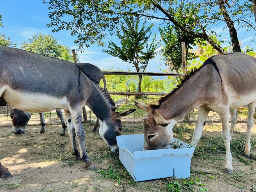 3匹のロバが餌を食べている写真