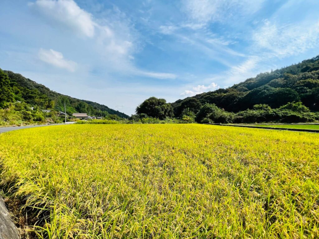 稲穂がゆれる里山の風景