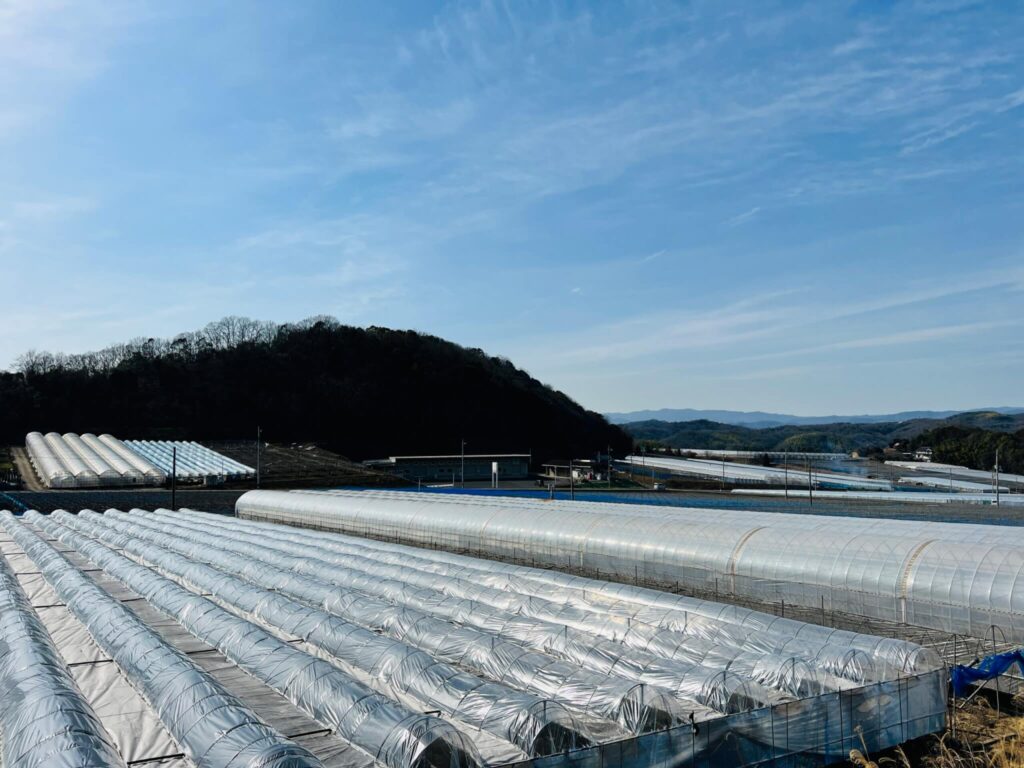 広大な土地に広がる葡萄畑