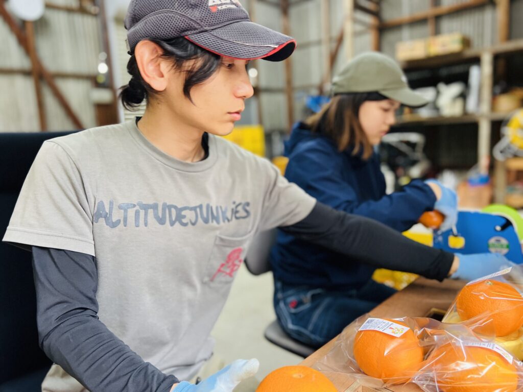 夫婦で紅八朔を袋詰めしている様子