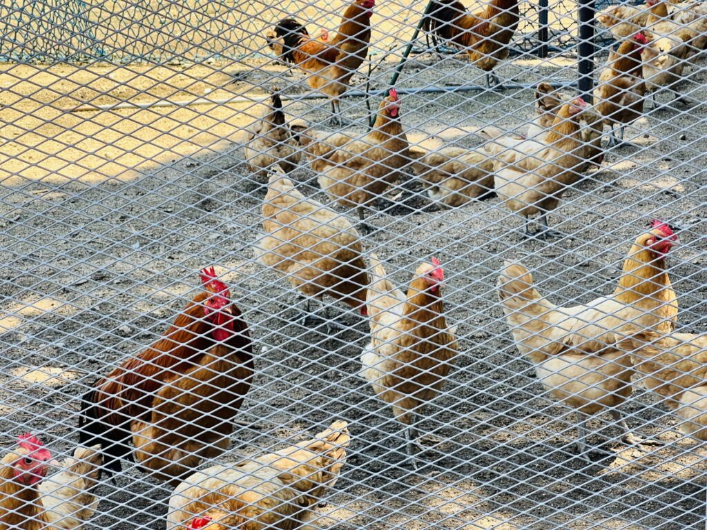 飼われている鶏をフェンス越しに撮影した写真