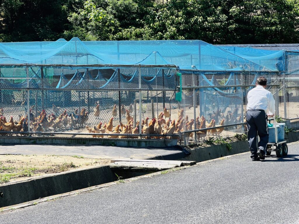 餌を押し車で引いて鶏舎に向かう写真