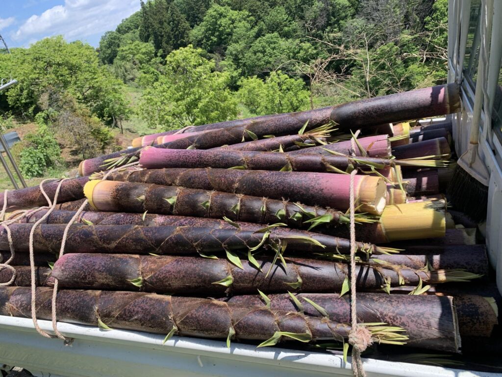 切り出された孟宗竹の幼竹をトラックに積んでいる写真