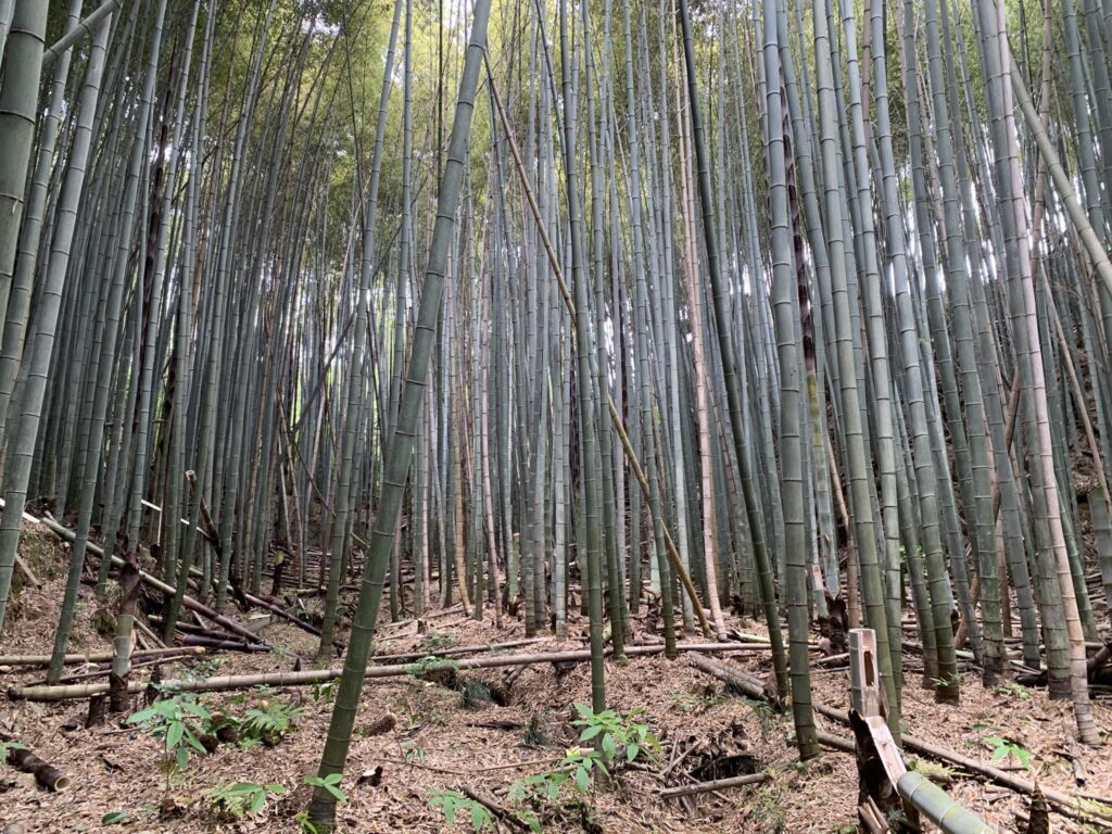 手入れのされていない向島の竹林