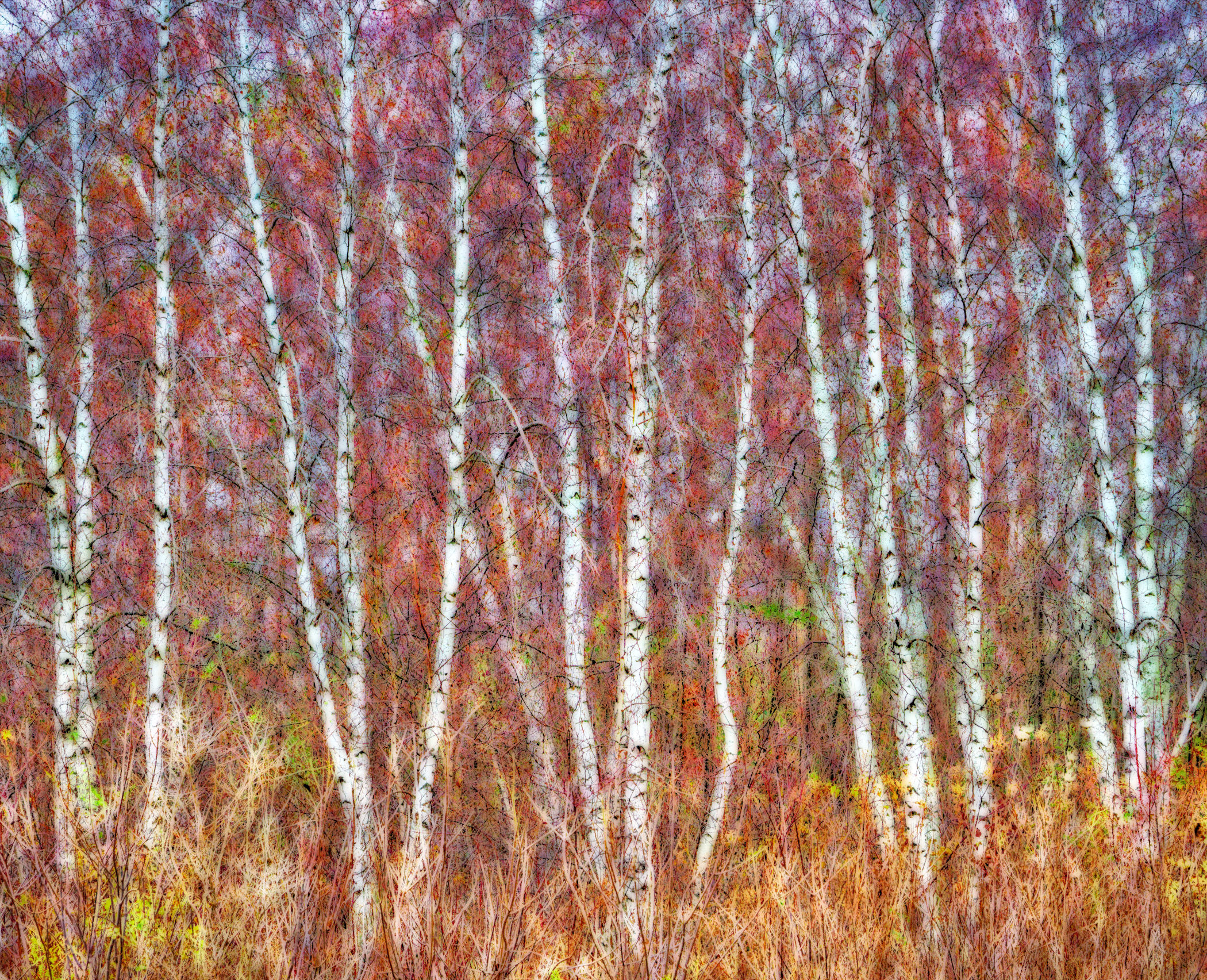 boyd_skip_autumn-dance