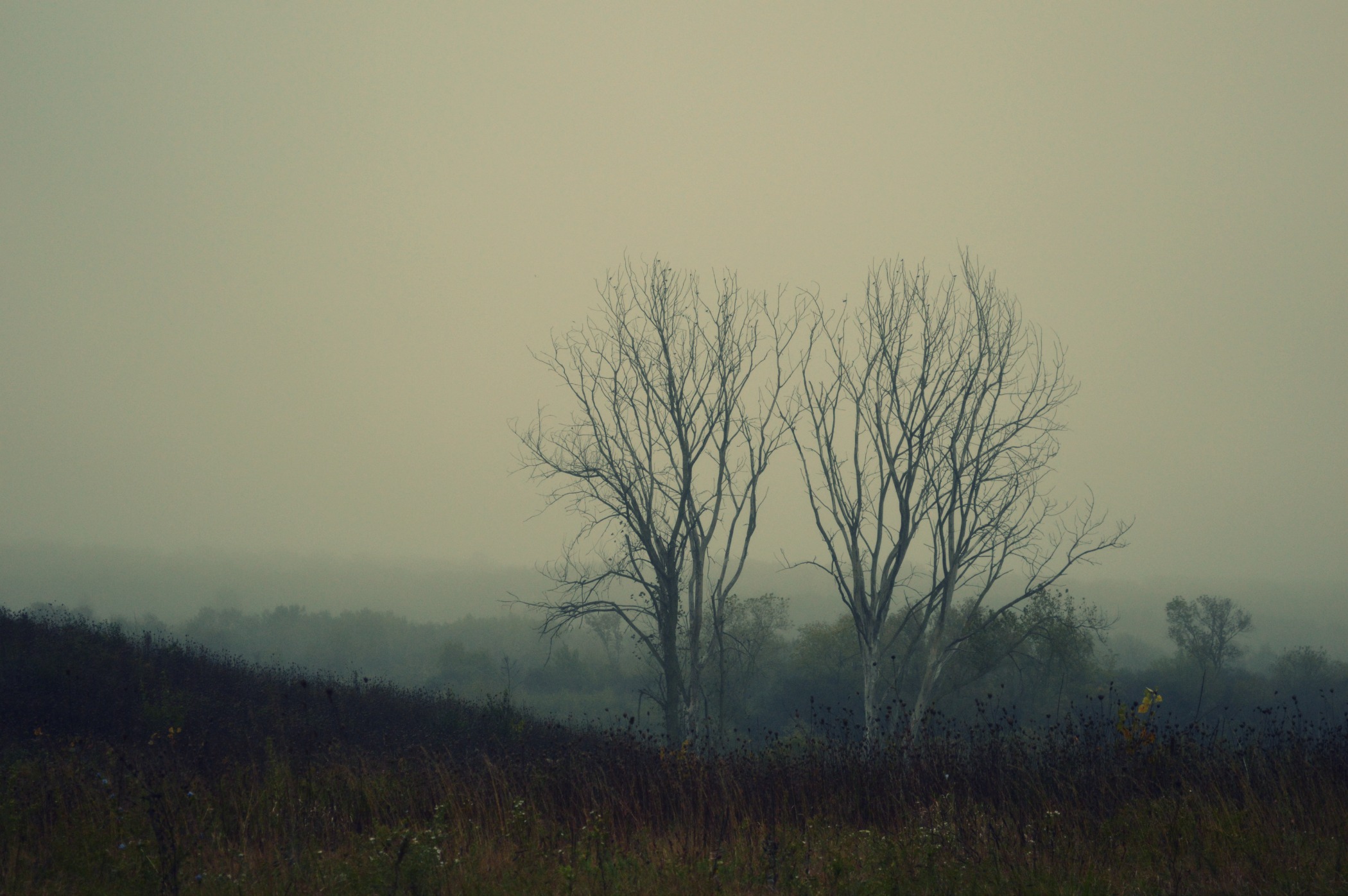 taylorsharmilatranquility5