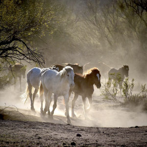 Albert Castellanos - Kickin' Up Dust