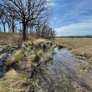 Marlene Frisbie - Contemplating a Bog